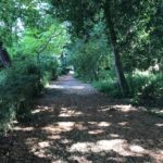 A path through a woodland rich in biodiversity