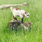 A young pygmy goat balances on a tree stump