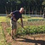 A person hoeing the vegetable patch